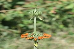 Leonotis nepetifolia